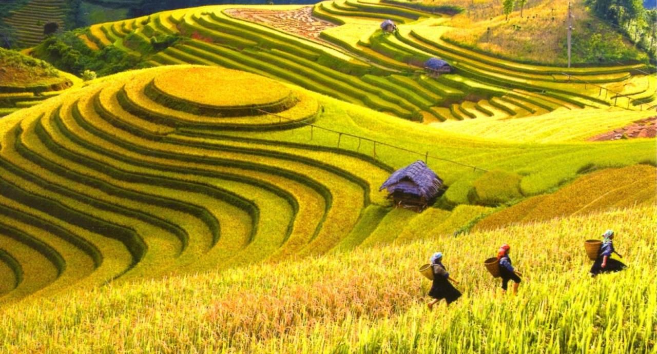 Hoang Su Phi Terraced Fields